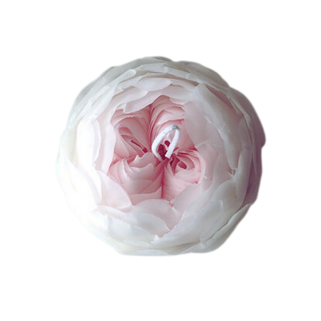 Romantica Rose - White